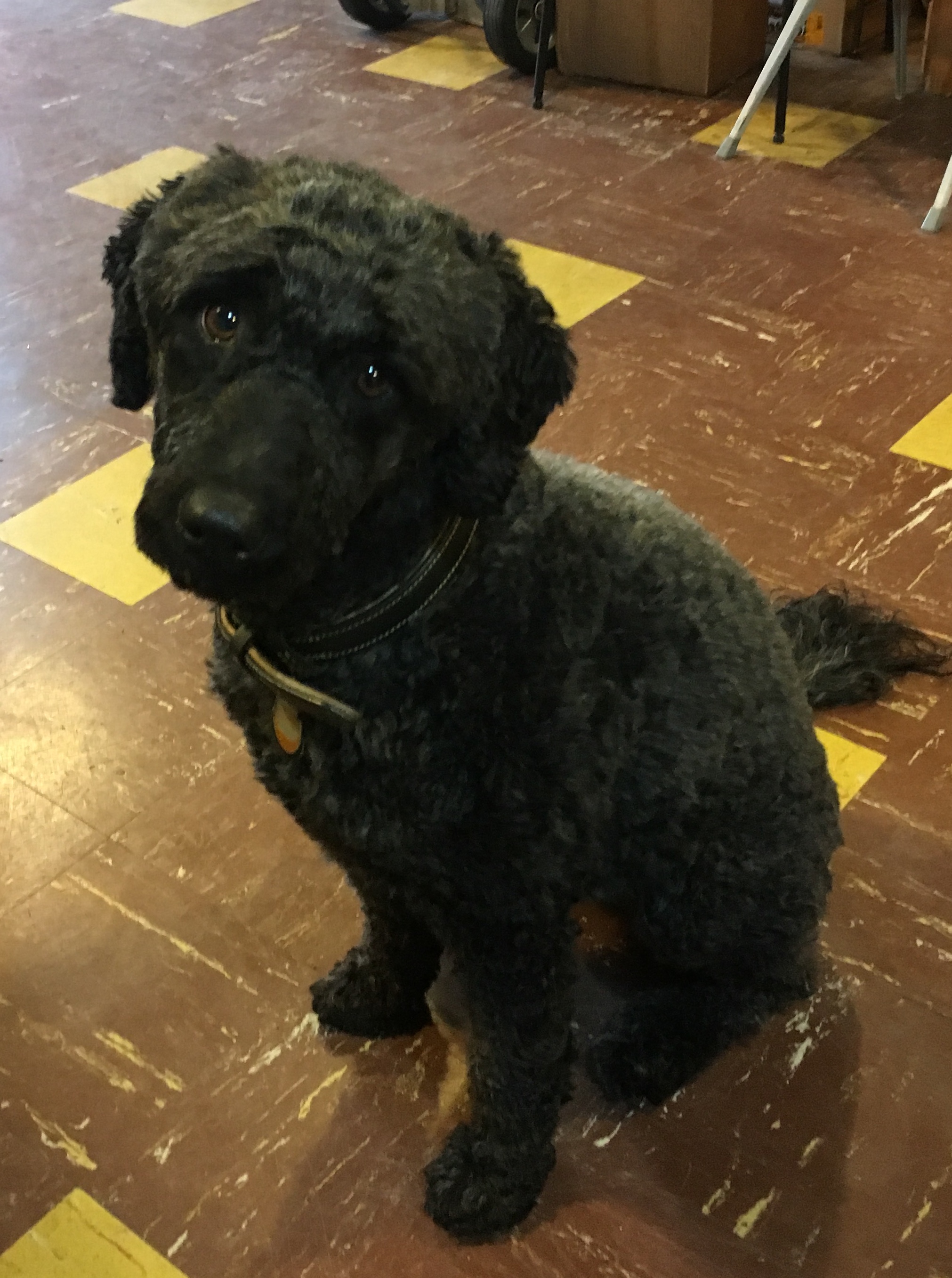 Becca, the shop's pup, a Portugese water dog.